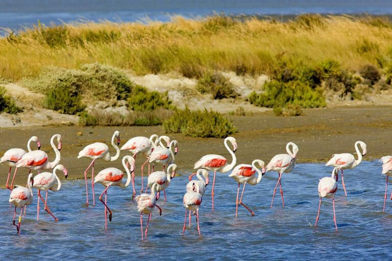 Fenicotteri rosa in Camargue